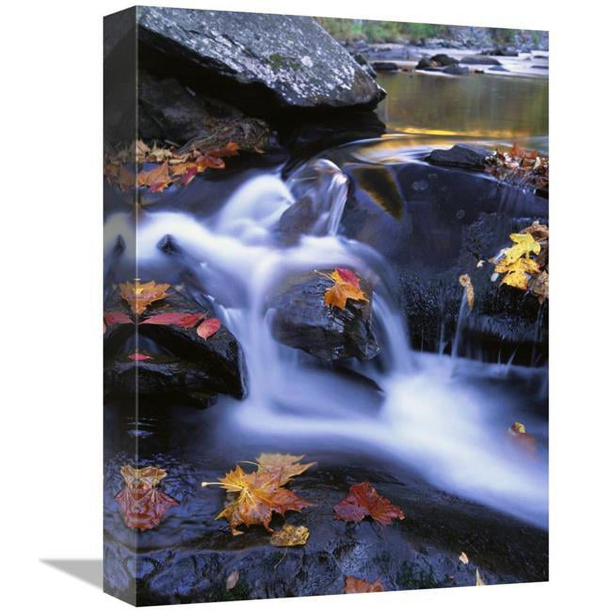 Autumn Leaves in Little River - Great Smoky Mountains NP Tennessee Art Print J281164
